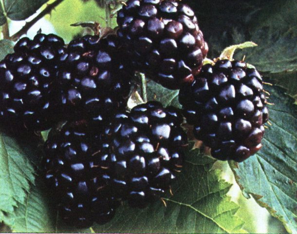 Blackberry Agawam