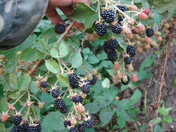 Blackberry Agawam