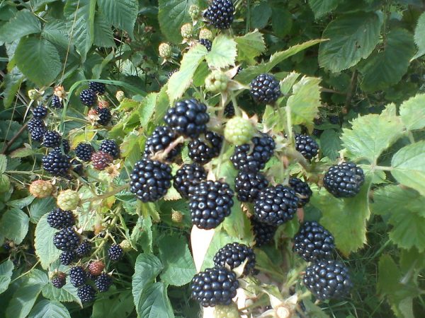 Blackberry Agawam