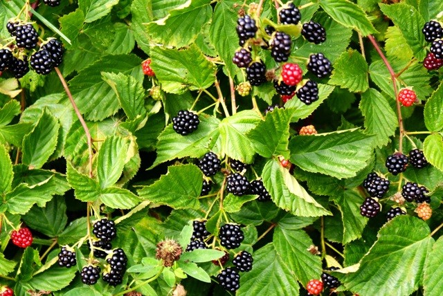 Blackberry Agawam