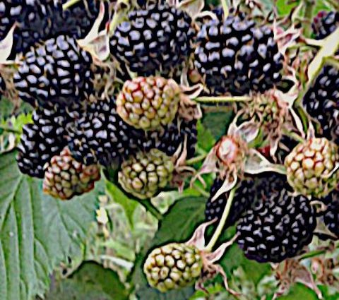 Blackberry Agawam: description, planting and care of the variety