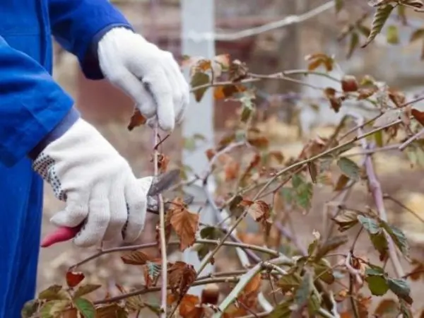 Blackberry Agawam: description, planting and care of the variety