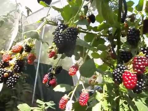 Blackberry Agawam: description, planting and care of the variety