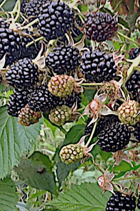 Blackberry Agawam: description, planting and care of the variety