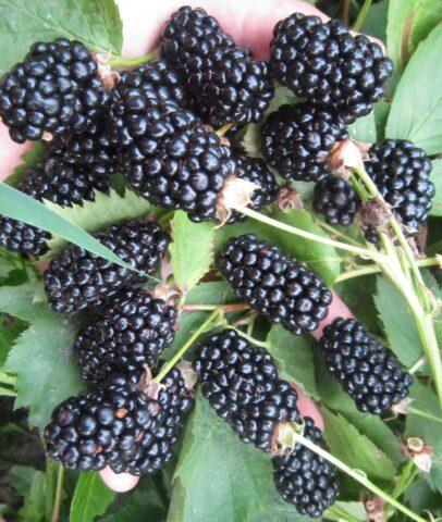 Blackberry Black Butte (Black Butte): variety description, winter hardiness, care, pruning