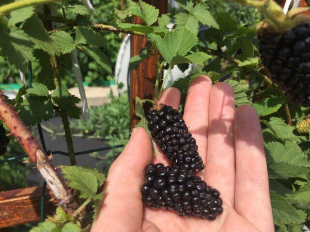 Blackberry Black Butte (Black Butte): variety description, winter hardiness, care, pruning