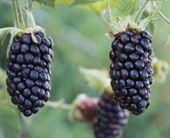 Blackberry Black Butte (Black Butte): variety description, winter hardiness, care, pruning