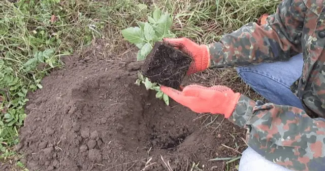 Blackberry Black Butte (Black Butte): variety description, winter hardiness, care, pruning