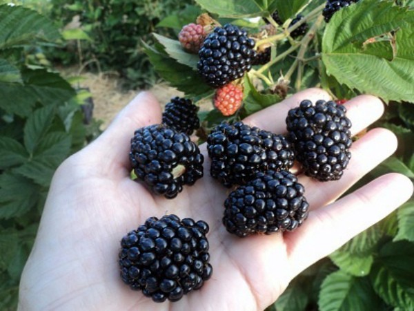 Blackberry Black Magic - an amazing remontant variety