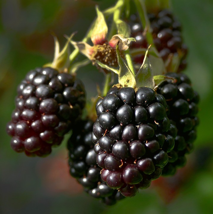 Blackberry Brzezina