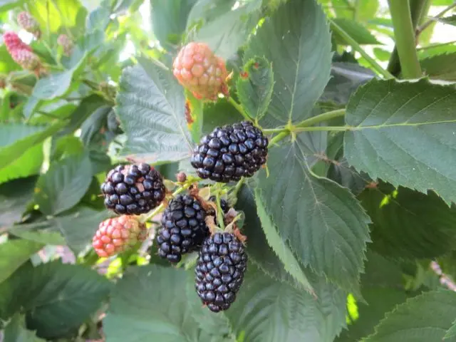 Blackberry Brzezina