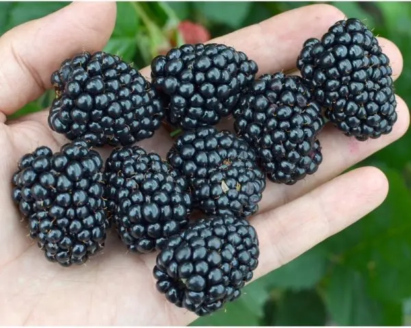 Blackberry Brzezina