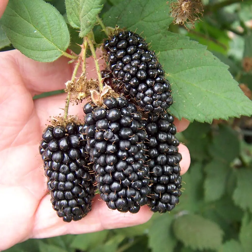 Blackberry Brzezina