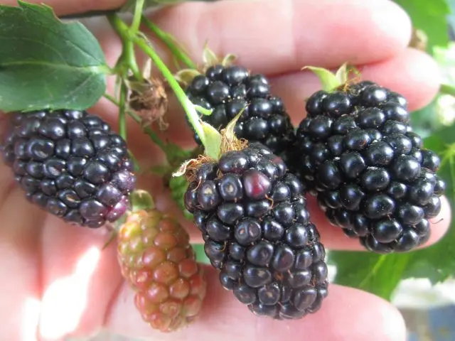 Blackberry Brzezina