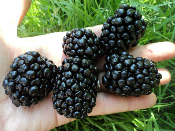 Blackberry Brzezina: planting, care, pros and cons of the variety