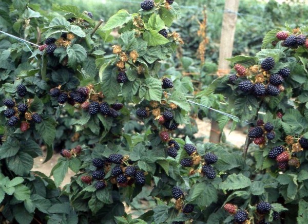 Blackberry Brzezina: planting, care, pros and cons of the variety