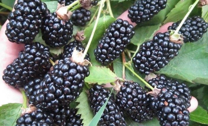 Blackberry Brzezina: planting, care, pros and cons of the variety