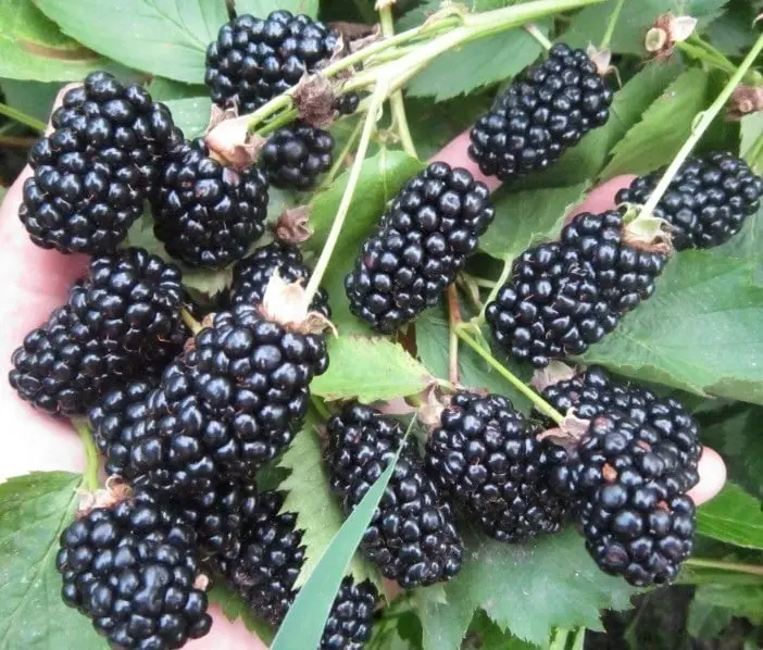 Blackberry Brzezina: planting, care, pros and cons of the variety