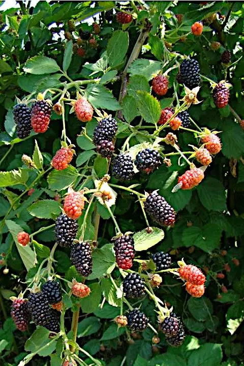 Blackberry Brzezina