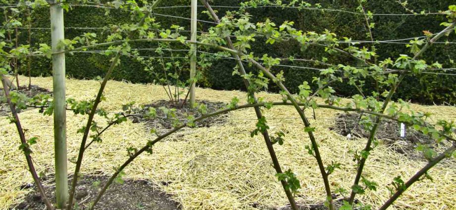 Blackberry care in autumn: pruning and shaping