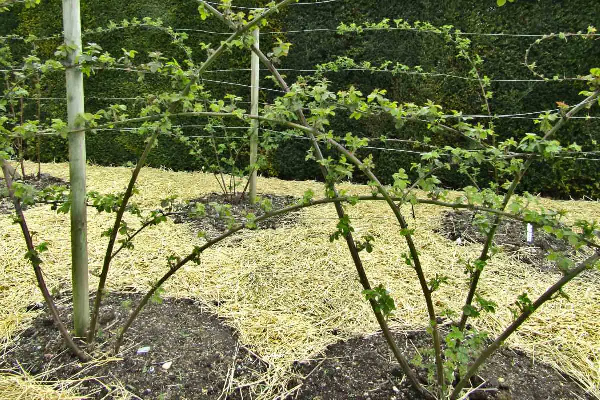 Blackberry care in autumn: pruning and shaping