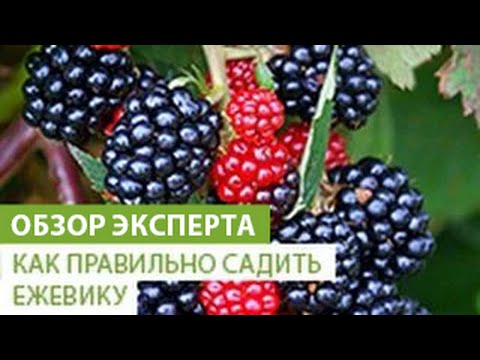 Blackberry Chachanskaya Bestrna: variety description, photo, video, reviews of gardeners