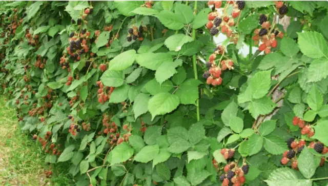 Blackberry Chachanskaya Bestrna: variety description, photo, video, reviews of gardeners