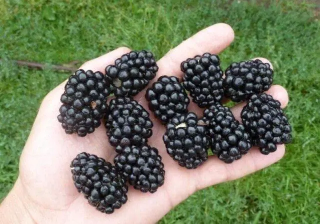 Blackberry Chachanskaya Bestrna: variety description, photo, video, reviews of gardeners