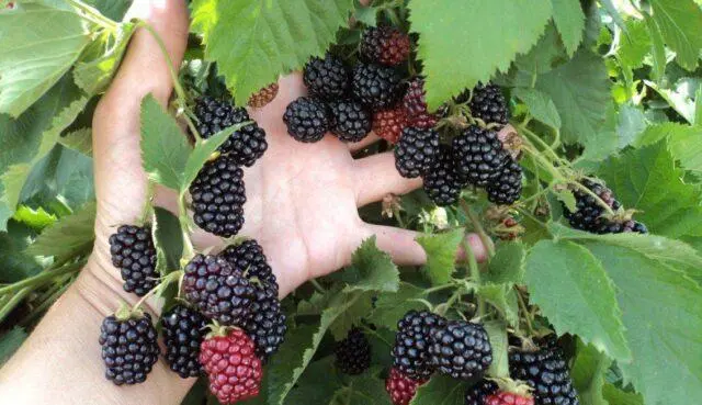 Blackberry Chachanskaya Bestrna: variety description, photo, video, reviews of gardeners