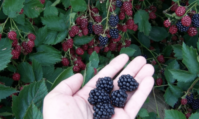 Blackberry Chachanskaya Bestrna: variety description, photo, video, reviews of gardeners