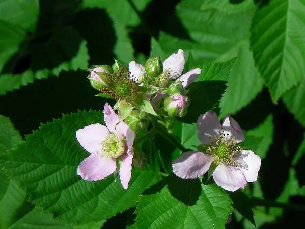 Blackberry Chester (Chester)