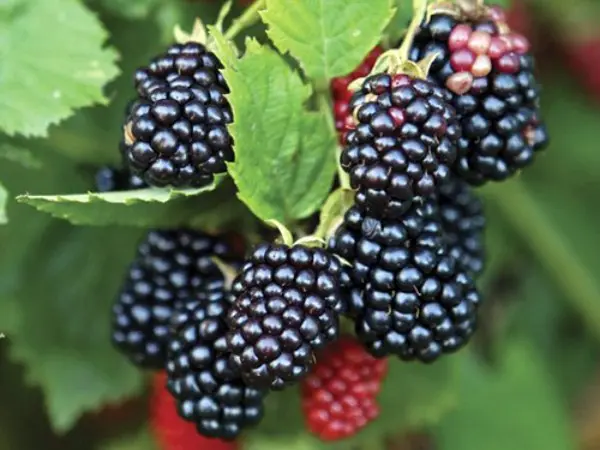 Blackberry Chester: the secrets of growing a productive variety