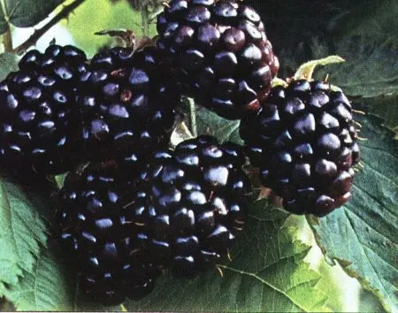 Blackberry Chester: the secrets of growing a productive variety