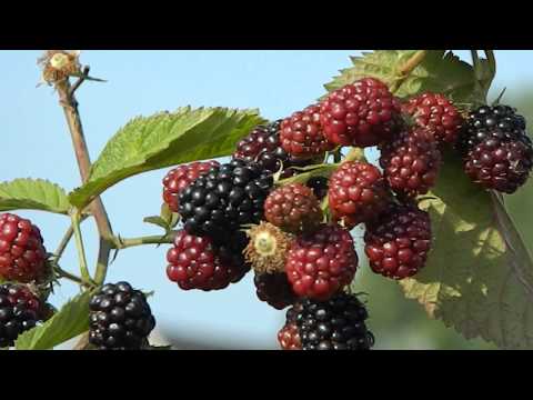 Blackberry Chester: the secrets of growing a productive variety