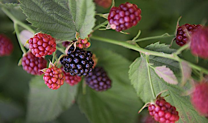 Blackberry Chester: the secrets of growing a productive variety