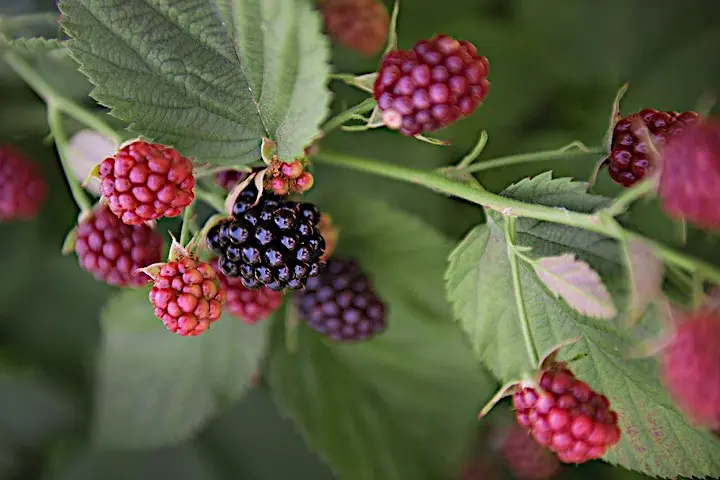 Blackberry Chester: the secrets of growing a productive variety