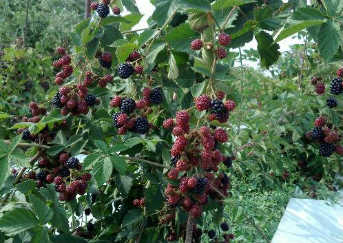 Blackberry Chief Joseph