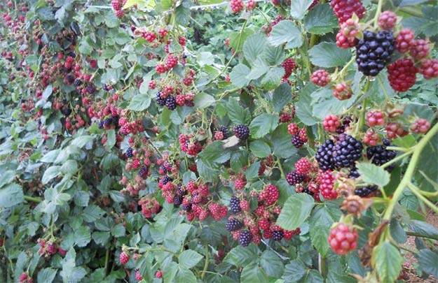 Blackberry cultivation