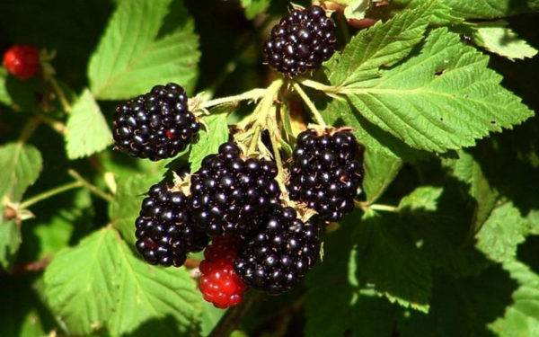 Blackberry cultivation