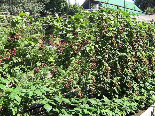 Blackberry cultivation