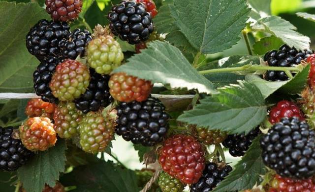 Blackberry cultivation