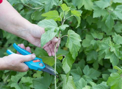 Blackberry cultivation