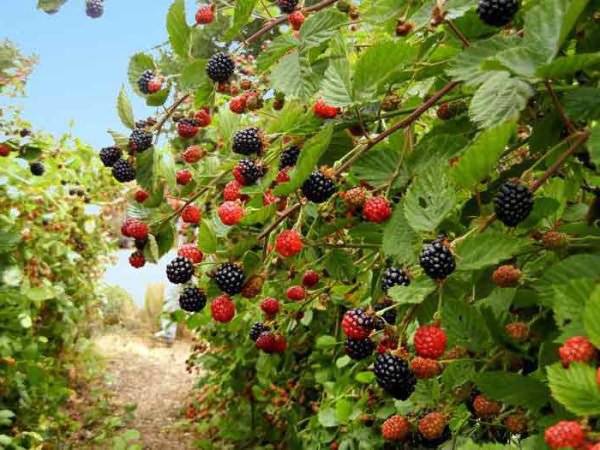 Blackberry diseases