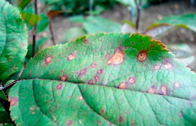 Blackberry diseases