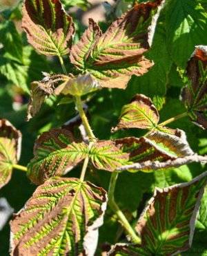 Blackberry diseases