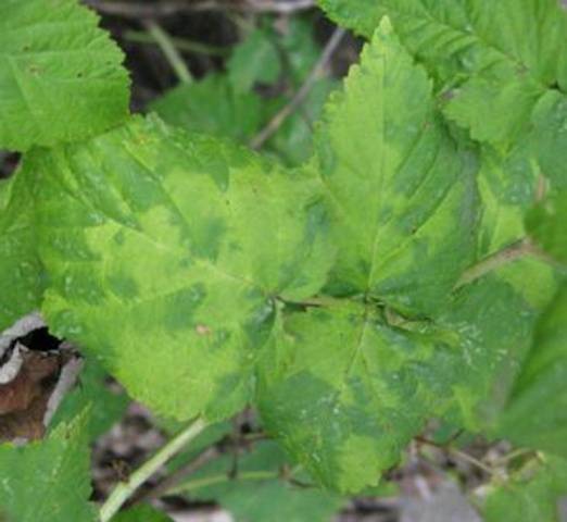 Blackberry diseases