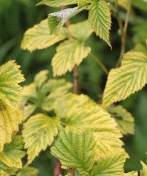 Blackberry diseases