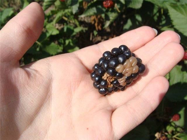 Blackberry diseases