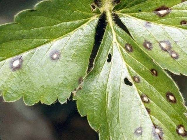 Blackberry diseases