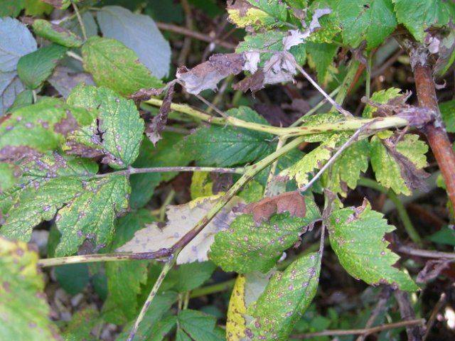 Blackberry diseases